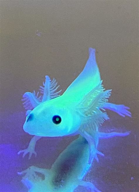 gfp axolotl|More.